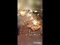 岡山市 焼肉 ハラミステーキ コロナ対策強化