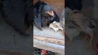 Qaib (Baby chicks 3-22-22)