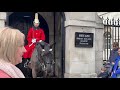 horse grabs woman by her hair