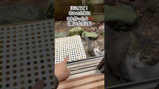 君の笑顔（肉球）を守れなかった… #cat #地域猫