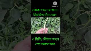 Yardlong  Bean Cultivation Mathod#বরবটি চাষের পদ্ধতি#বরবটি#borboti