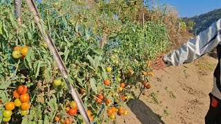 Tomato Hralhna a Buaina tawk nasa.😪😪😪😪😪😪