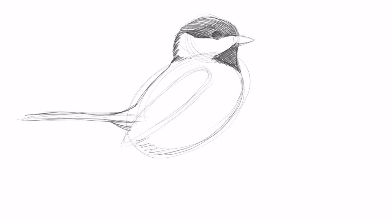 How To Draw A Chickadee Bird Easy At Ina Pfarr Blog