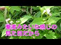 牛×植物 意外と可愛かった