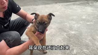 54天小马犬捕猎动力太好了，兴奋度很高，咬住甩都甩不掉