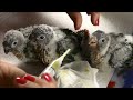 hand feeding 4 week old baby green cheek conures