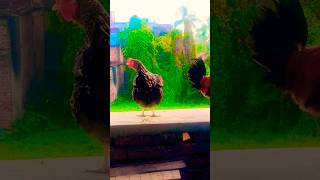 ছিঃ ডোডো একি কান্ড করলো 🤪#shortsfeed #chicken #rooster #funny #comedy #youtubeshorts