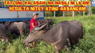 TATLONG KALABAW NA NABILI NI LILAN, RESULTA NITO'Y ATING AABANGAN! | PART 5 | SOLLE'S GANDANG BUHAY