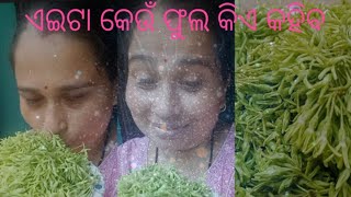 ଆସନ୍ତୁ ଏହି ଫୁଲର ପତୁଆ ପ୍ରସ୍ତୁତ କରିବା#foryou #foodvlog #odiafood #youtubevideo