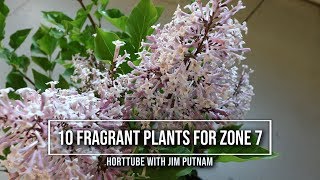 10 Fragrant Plants For Zone 7
