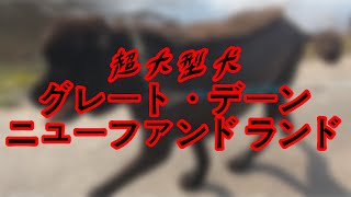 ニューファンドランド＆グレートデン 超大型犬 ボス君 クィーンちゃん お散歩 Giantdog BOSS＆Queen 渡辺ぼす