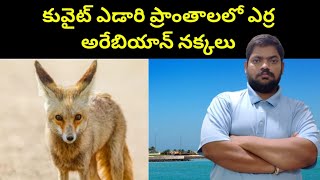 కువైట్ ఎర్ర అరేబియాన్ నక్కలు || Arabian Red Fox ln Kuwait || STV Telugu News