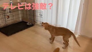 【テレビは強敵】ゴールデンレトリバーの子犬テレビにずっと吠える