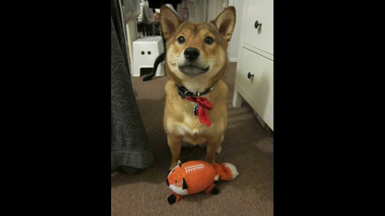 Squeaky Toy Sound 1 Youtube