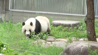 タンタンのお散歩🐼 #王子動物園🐼