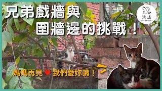 EP07 牆上的貓咪怎麼抓？兄弟戲牆與圍牆邊的挑戰 Found kittens and their mom on the wall - 浪途 noramichi