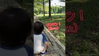 【1歳0か月】鳥を追いかける姿が微笑ましい☺鳥も「ワンワン」と呼ぶ1歳児 / 1-year-old child's chasing Birds #shorts