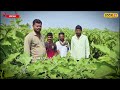 brinjal crops farming 30 ಗುಂಟೆಯಲ್ಲಿ ಬದನೆಕಾಯಿ ಬೆಳೆದ ಬೆಳಗಾವಿ ಸಹೋದರರು local18