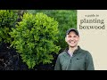 A Guide to Planting Boxwood