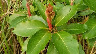 Flowery buds and Asian spring