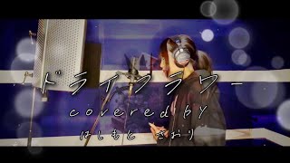 ドライフラワー/優里 Covered by 橋本さおり　#歌ってみた #ドライフラワー