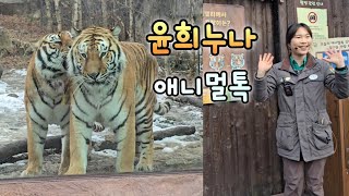 어흥 형아 쫒아내는 나라는 만두가 먹고 싶어요🐯공윤희주키퍼님의 애니멀톡💕#호랑이#한국호랑이#에버랜드#타이거밸리#오둥이#아름다운우리나라#tiger#everland#250106