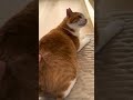 おしりトントンが好きな猫たちがかわいい 茶白猫 三毛猫 ショート