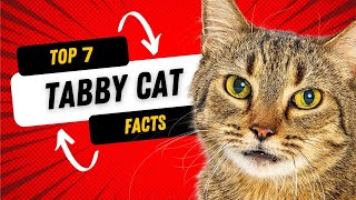 7 Fun Facts About Tabby Cats