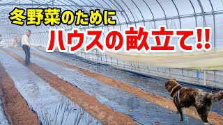 【冬野菜のため】 ハウスで畝立て -We make furrows in the field-