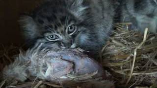 WHF Pallas Cat Kittens 2010 - drinking milk at 8 weeks old