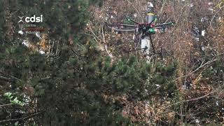 CDSI Pine processionary treatment by drone