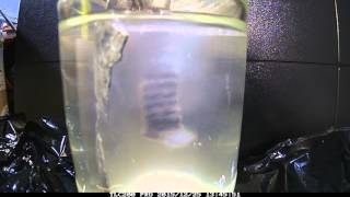 CO2 GANS 縮時攝影Time-lapse photography