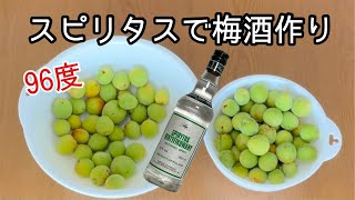 スピリタスで自家製梅酒！