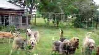 Otterhounds Sing 1