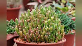 Top 10 Cactus for beginners | Easy Growing cactus. #youtube