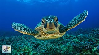 ♡ GIANT SEA TURTLES ♡ CORAL REEF FISH & THE BEST RELAX MUSIC • 3 HOURS