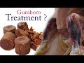 How to Treat Gumboro? In poultry farm