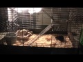My gerbils Fight Now :( (should I seperate?) My gerbils Fight Now :( (should I seperate?)