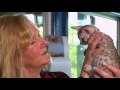 ocicat pet profile bondi vet