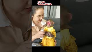 Kobi monkey is angry with mother for not playing with him #cute #cutemonkey #monkeybaby