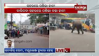 Wild elephant strays into Baripada town of Mayurbhanj district || Kalinga TV