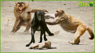 35 Tragic Battles When Monkeys Rush Into Dog's Territory to Attack | Animal Fight