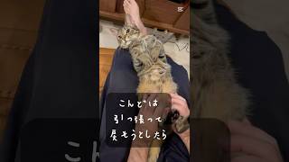 起き上がりたいけど、本当はどっちでもいい猫　　　　#猫のいる暮らし #甘えん坊の猫 #cat #保護猫#猫#猫動画