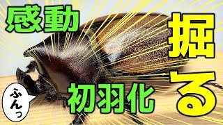 カブトムシ＋クワガタ　ガチャポンみたいにフンボルトヒナカブトを掘り出す！（くろねこチャンネル）