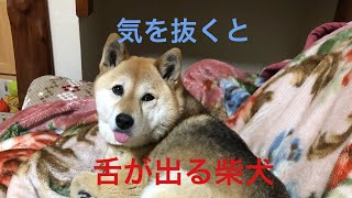 舌をしまい忘れた柴犬モモの末路