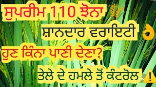 ਸੁਪਰੀਮ 110 ਝੋਨੇ ਵਿੱਚ ਚੰਗੇ ਝਾੜ ਲਈ ਗ਼ੋਭ ਭਰਨ ਤੋਂ ਲੈ ਕੇ ਨਿਸਾਰੇ ਤੱਕ ਇਹਨਾਂ ਗੱਲਾਂ ਦਾ ਖਾਸ ਧਿਆਨ ਰੱਖੋ।🚨#paddy