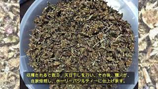 徳島産ホーリーバジルパウダー（Holy Basil)