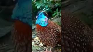 ഈ പക്ഷികളുടെ മനോഹരമായ ശബ്ദങ്ങൾ കേട്ടോ 😍  Sounds of various birds #factshorts #birds