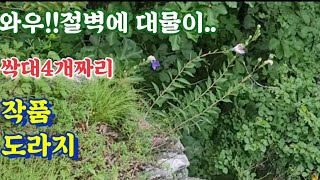 대박!!우중 산행에 만난 대물 절벽도라지