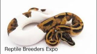 Toronto Reptile Breeders Expo!